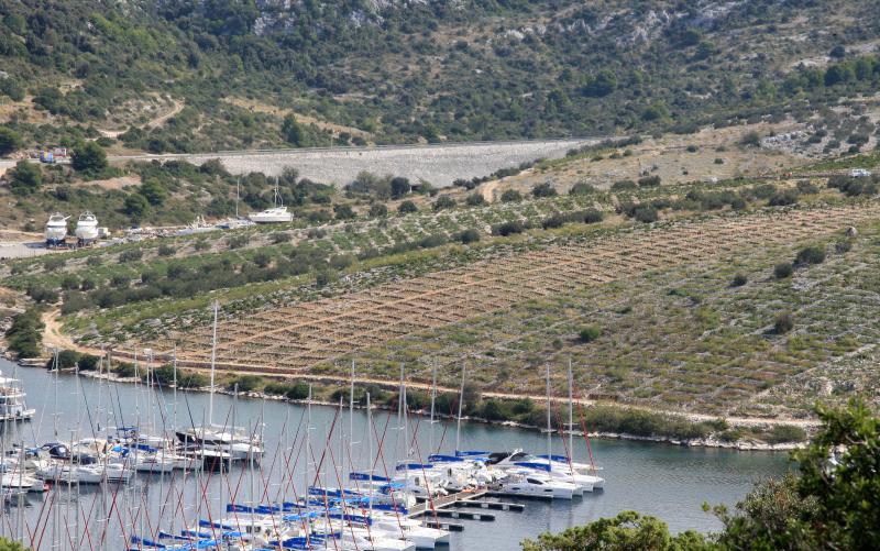Primošten. Počela berba grožđa od kojeg se pravi svjetski poznato vino Babić. Photo: Duško Jaramaz/PIXSELL Primošten. Počela berba grožđa od kojeg se pravi svjetski poznato vino Babić. Photo: Duško Jaramaz/PIXSELL