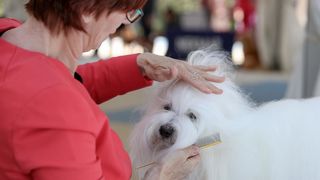 Međunarodna izložba pasa CACIB 2023