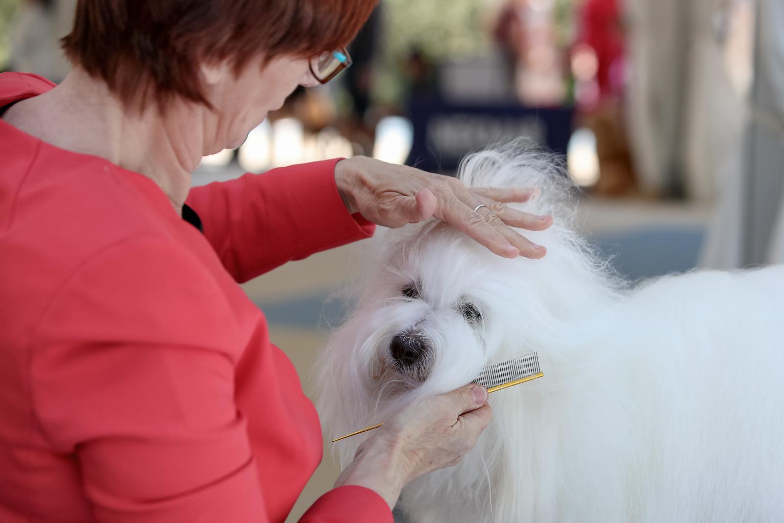 Međunarodna izložba pasa CACIB 2023