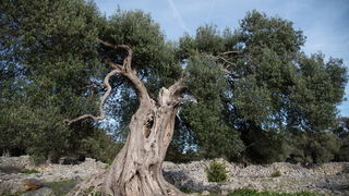 U Vrtovima lunjskih maslina održana 12. Lunjska maslinada. Foto: Vinko Pešić