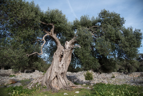 U Vrtovima lunjskih maslina održana 12. Lunjska maslinada. Foto: Vinko Pešić