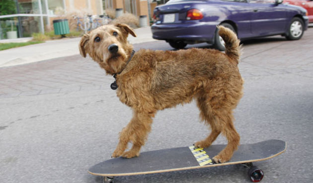 Što je važno znati kad nabavljate igračke za psa?