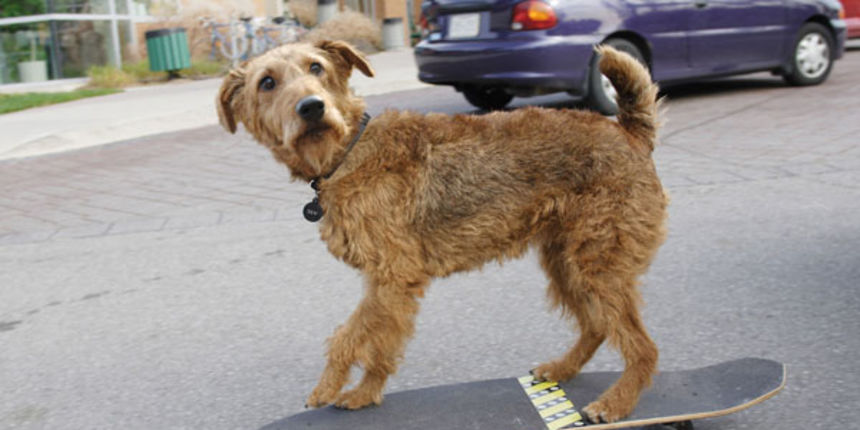 Što je važno znati kad nabavljate igračke za psa?