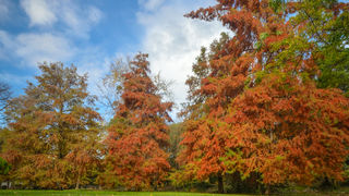 Jesenski đir po gradu, 15. studenog 2014. , foto: Marin Pitton Jesenski đir po gradu, 15. studenog 2014. , foto: Marin Pitton