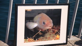 Ekološka akcija “Daj ruku za Jazine” Ekološka akcija “Daj ruku za Jazine”