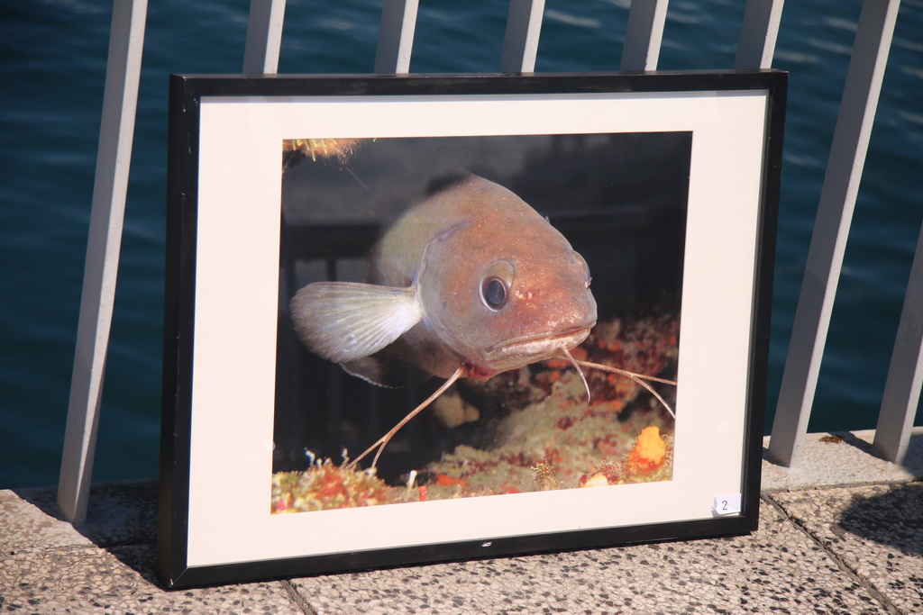 Ekološka akcija “Daj ruku za Jazine” Ekološka akcija “Daj ruku za Jazine”