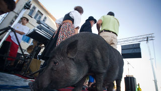 51. Saljske užance, 8. kolovoza 2010. (foto:Saša Čuka)