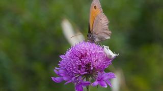 Cvijeće, bube, pauk, foto: Leo Banić