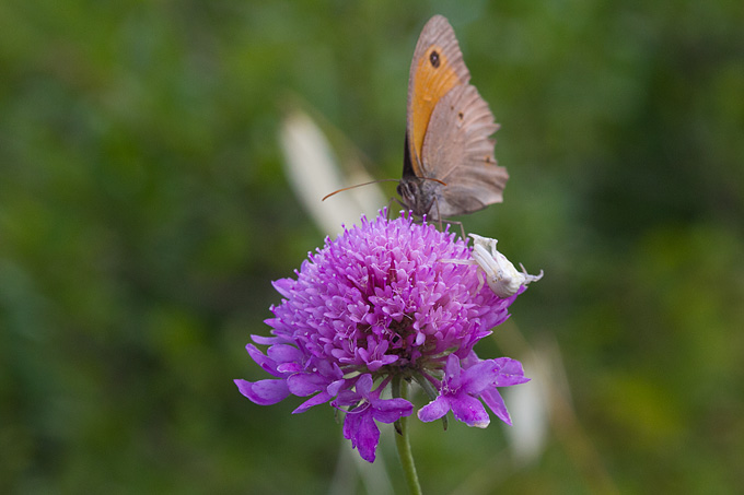Cvijeće, bube, pauk, foto: Leo Banić