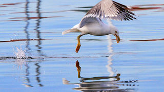 Moj galebe by Leo Banić