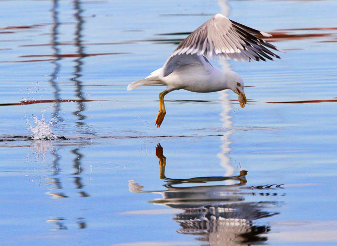 Moj galebe by Leo Banić