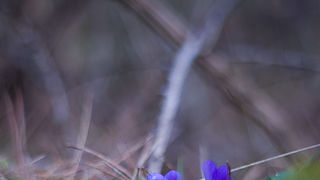 Ugodno prijepodne uz tok rijeke Karešnice i stare zapuštene mlinove, foto: Darko Belančić