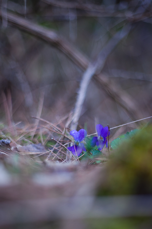Ugodno prijepodne uz tok rijeke Karešnice i stare zapuštene mlinove, foto: Darko Belančić