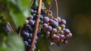 Vinogradi u Donjem polju kod Šibenika prepuni su zdravog crnog i bijeloga grozđa a ovih dana očekuju se i prve prve berbe. Photo: Hrvoje Jelavić/PIXSELL Vinogradi u Donjem polju kod Šibenika prepuni su zdravog crnog i bijeloga grozđa a ovih dana očekuju se i prve prve berbe. Photo: Hrvoje Jelavić/PIXSELL