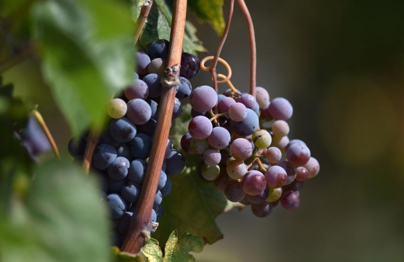 Vinogradi u Donjem polju kod Šibenika prepuni su zdravog crnog i bijeloga grozđa a ovih dana očekuju se i prve prve berbe. Photo: Hrvoje Jelavić/PIXSELL Vinogradi u Donjem polju kod Šibenika prepuni su zdravog crnog i bijeloga grozđa a ovih dana očekuju se i prve prve berbe. Photo: Hrvoje Jelavić/PIXSELL