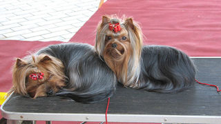 Image 1171061 (auto)