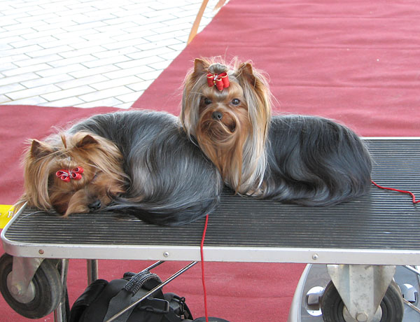 Image 1171061 (auto)