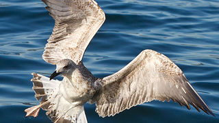 Jutarnja svađa galebova, foto: Leo Banić