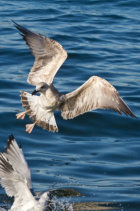 Jutarnja svađa galebova, foto: Leo Banić