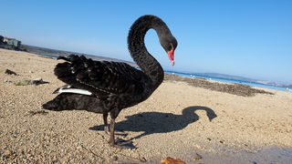 Zadar, 04032011.
U Krusevu, u predjelu Meka Draga, vec nekoliko dana pliva crni labud kojem su mjestani dali ime Sime.
Foto : Vladimir Ivanov / CROPIX Zadar, 04032011.
U Krusevu, u predjelu Meka Draga, vec nekoliko dana pliva crni labud kojem su mjestani dali ime Sime.
Foto : Vladimir Ivanov / CROPIX