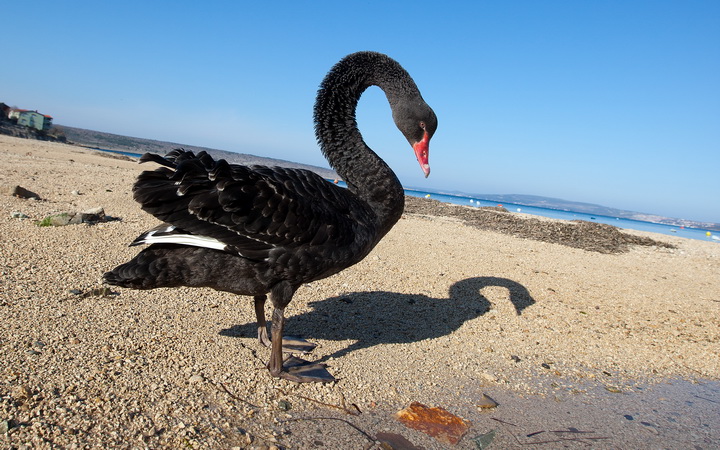 Zadar, 04032011.
U Krusevu, u predjelu Meka Draga, vec nekoliko dana pliva crni labud kojem su mjestani dali ime Sime.
Foto : Vladimir Ivanov / CROPIX Zadar, 04032011.
U Krusevu, u predjelu Meka Draga, vec nekoliko dana pliva crni labud kojem su mjestani dali ime Sime.
Foto : Vladimir Ivanov / CROPIX