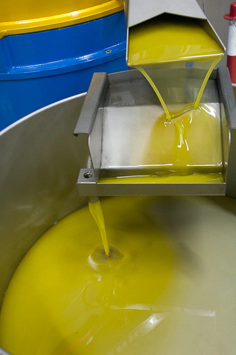 Put masline od stabla do djevicanskog ulja, Foto: Leo Banic Put masline od stabla do djevicanskog ulja, Foto: Leo Banic