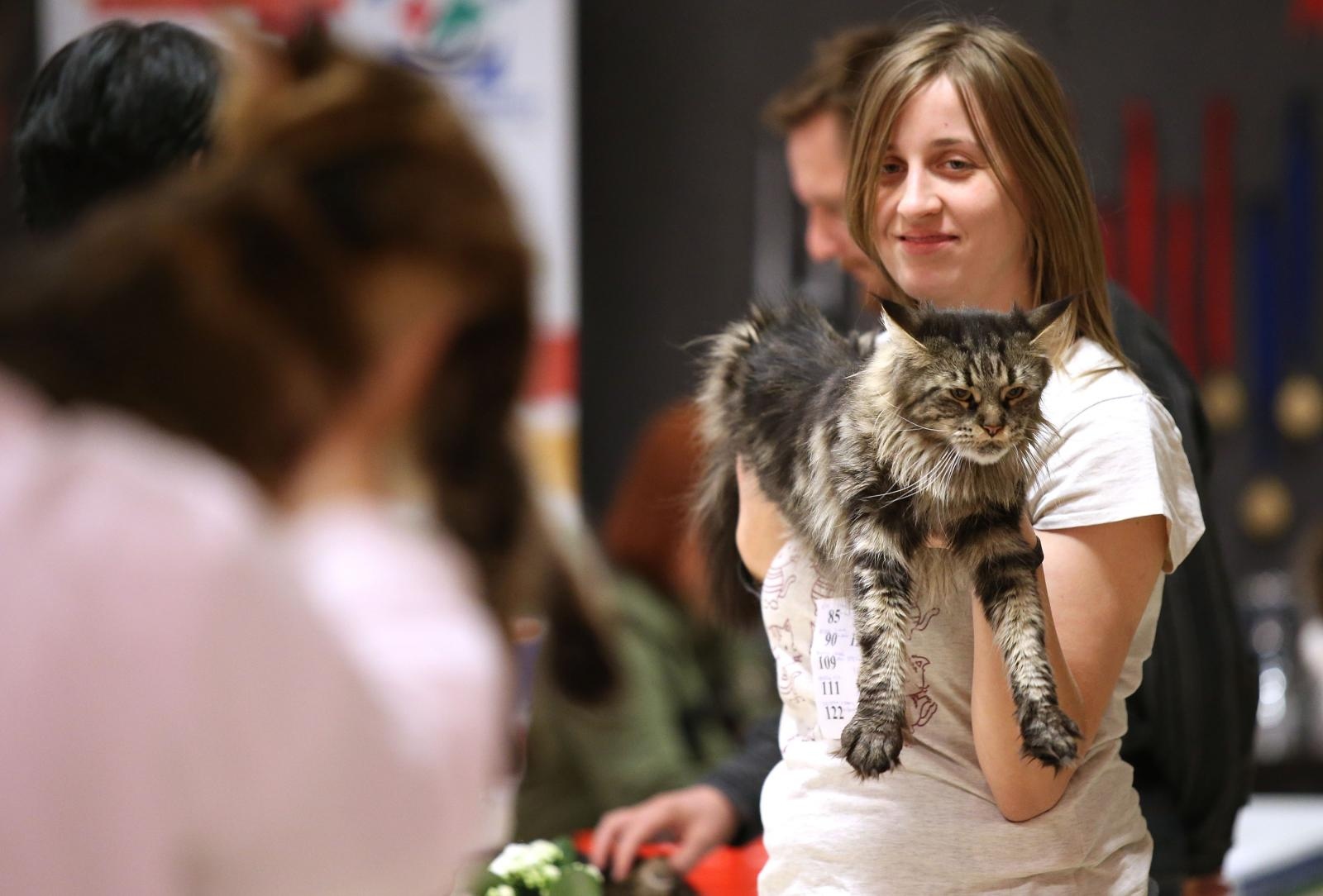 Pogledajte kako je bilo na Međunarodnoj izložbi mačaka u Westgateu