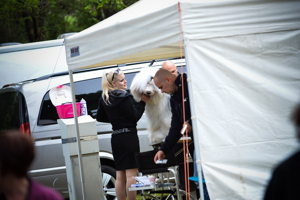 16. Međunarodna izložba pasa CACIB Zadar – Prvak prvaka 2016. 16. Međunarodna izložba pasa CACIB Zadar – Prvak prvaka 2016.