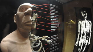 Krapina, 080210.
Novi Muzej krapinskog pracovjeka zavrsen je na svjetski poznatom lokalitetu Husnjakovo u Krapini. Krapinski je pracovjek proslavio hrvatsku znanost diljem svijeta.
Na slici: izlozak u muzeju.
Foto: Damir Krajac / CROPIX