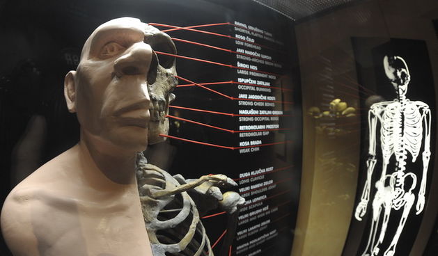 Krapina, 080210.
Novi Muzej krapinskog pracovjeka zavrsen je na svjetski poznatom lokalitetu Husnjakovo u Krapini. Krapinski je pracovjek proslavio hrvatsku znanost diljem svijeta.
Na slici: izlozak u muzeju.
Foto: Damir Krajac / CROPIX