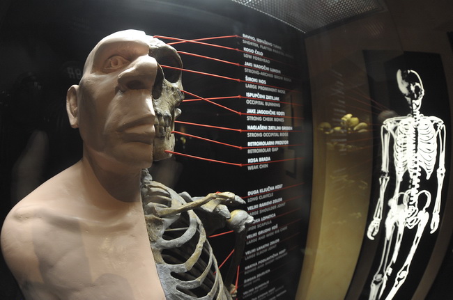 Krapina, 080210.
Novi Muzej krapinskog pracovjeka zavrsen je na svjetski poznatom lokalitetu Husnjakovo u Krapini. Krapinski je pracovjek proslavio hrvatsku znanost diljem svijeta.
Na slici: izlozak u muzeju.
Foto: Damir Krajac / CROPIX