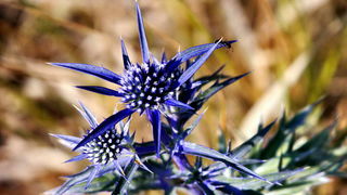 Đir do Kremena, foto: L. Kvarantan