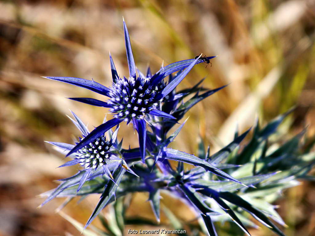 Đir do Kremena, foto: L. Kvarantan