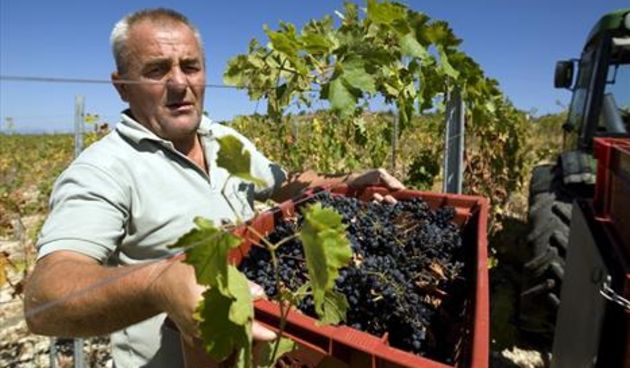 Korlat, vinograd, foto: SD/CROPIX