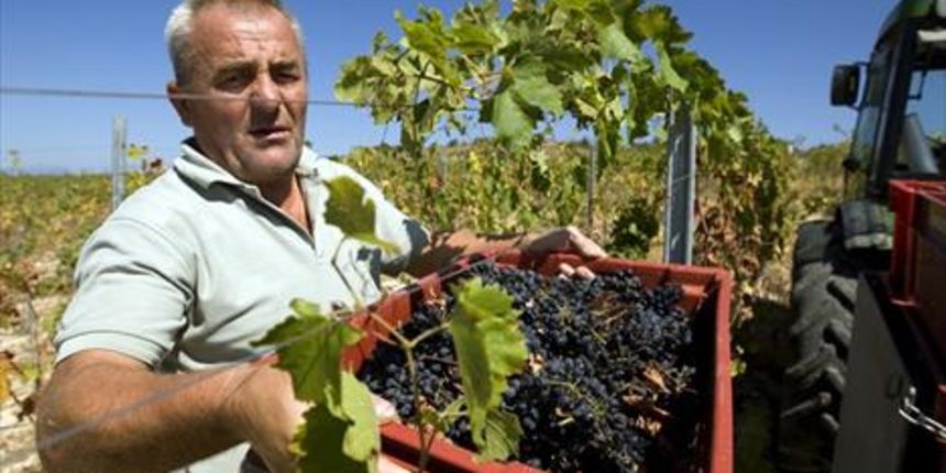 Korlat, vinograd, foto: SD/CROPIX Korlat, vinograd, foto: SD/CROPIX