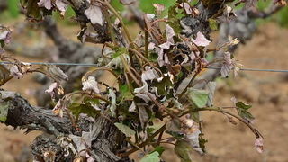 Mraz u Galovcu nanio ogromnu štetu poljoprivrednim kulturama a pogotovo voćkama i vinogradima. Foto: Silvio Marcus Milanko