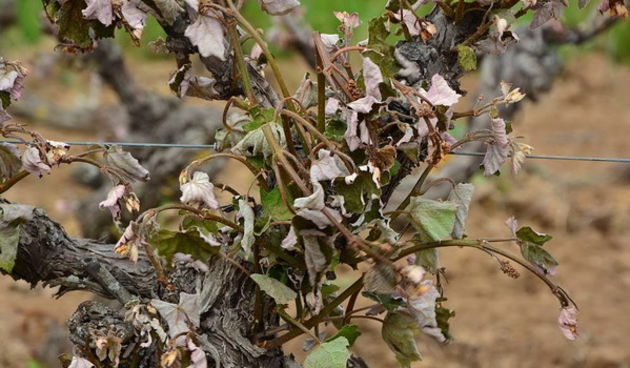 Mraz u Galovcu nanio ogromnu štetu poljoprivrednim kulturama a pogotovo voćkama i vinogradima. Foto: Silvio Marcus Milanko