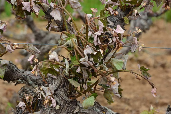 Mraz u Galovcu nanio ogromnu štetu poljoprivrednim kulturama a pogotovo voćkama i vinogradima. Foto: Silvio Marcus Milanko