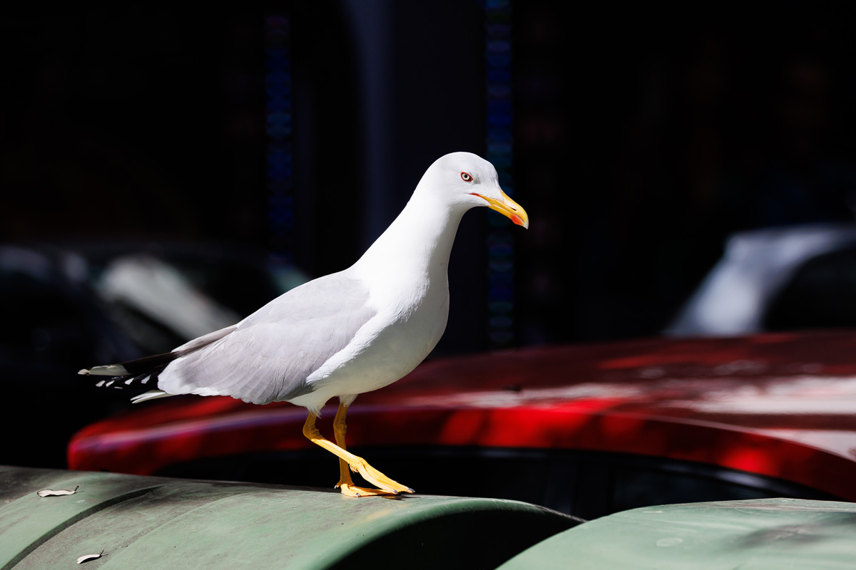 Đir po gradu, 25. ožujka 2025.