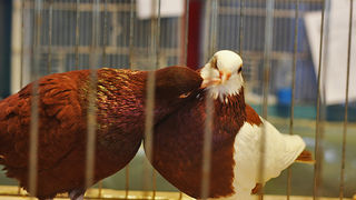 Ornitološko prvenstvo Hrvatske u hotelu Zadar (foto:Saša Čuka)