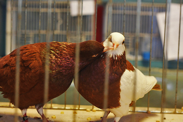 Ornitološko prvenstvo Hrvatske u hotelu Zadar (foto:Saša Čuka)