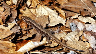 Veliko Rujno – Buljma – Struge