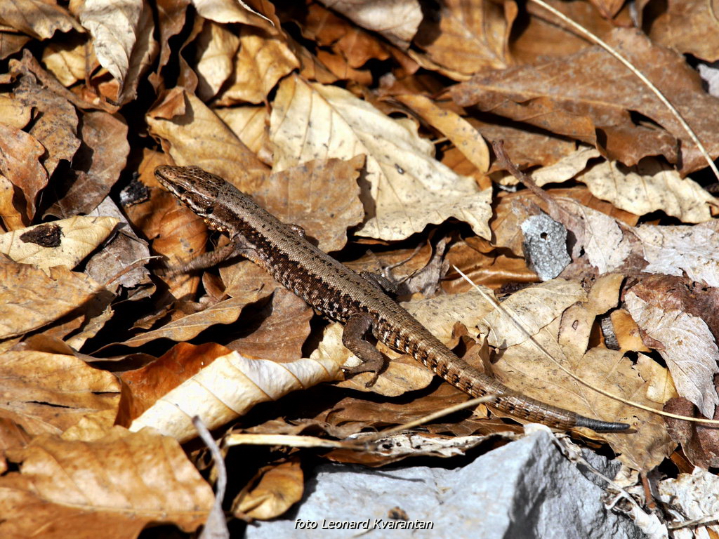 Veliko Rujno – Buljma – Struge