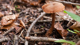 Lička jesen u znaku gljiva, Foto: Leo Banić