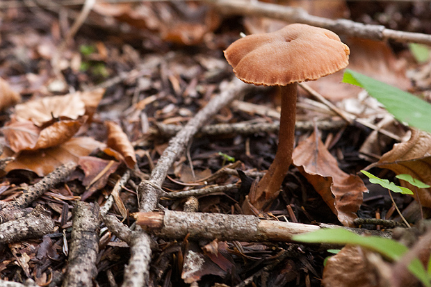 Lička jesen u znaku gljiva, Foto: Leo Banić
