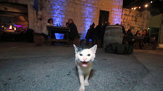 Arsenal: ”Četiri hobotnice” (foto:Saša Čuka)