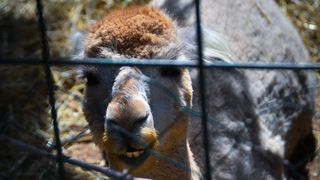 Zaton Obrovački: ZOO s egzotičnim i domaćim životinjama Zaton Obrovački: ZOO s egzotičnim i domaćim životinjama