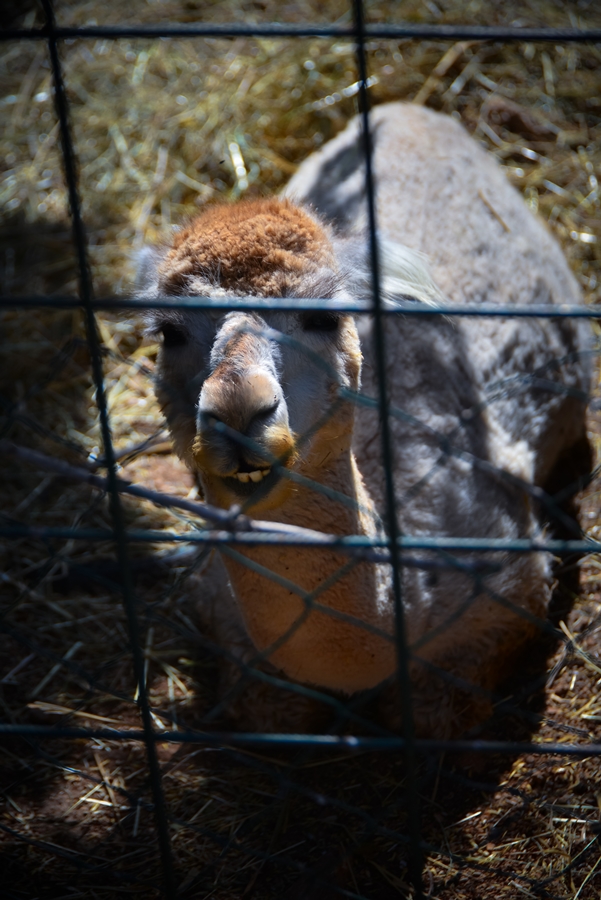 Zaton Obrovački: ZOO s egzotičnim i domaćim životinjama Zaton Obrovački: ZOO s egzotičnim i domaćim životinjama