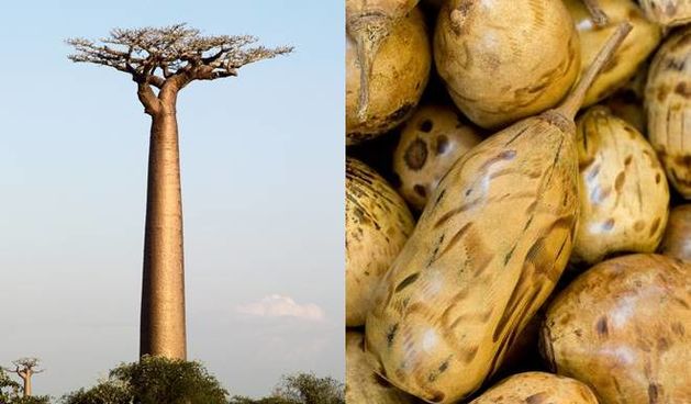 Magično super voće – baobab, foto: she.hr