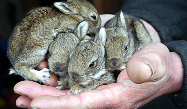 Zečići (Foto: hopperhome.com)